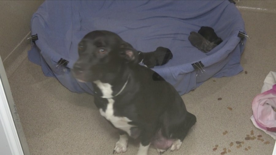 TAPS adapting to care for dogs dropped off by breeder