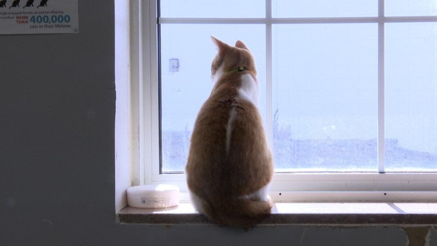 Animal shelters helping you ‘fix the ex that you couldn't'