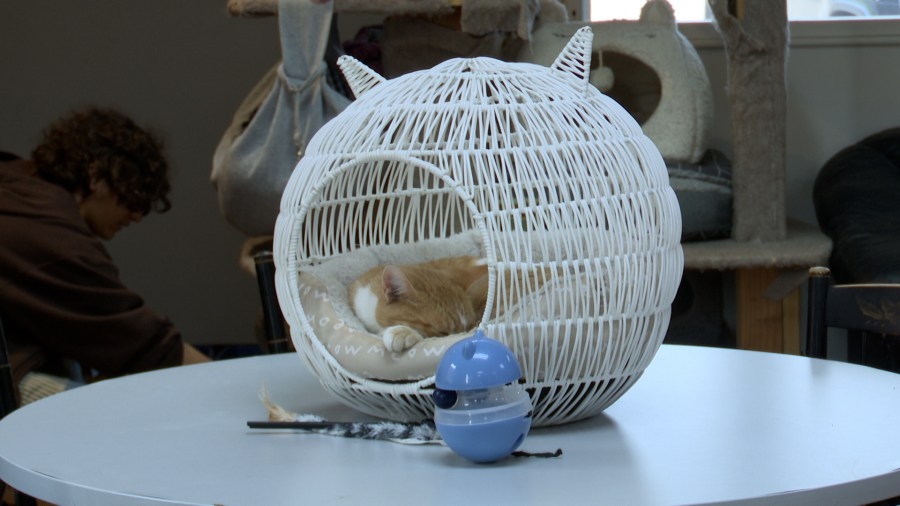 Cat cafe owner offering camps for children