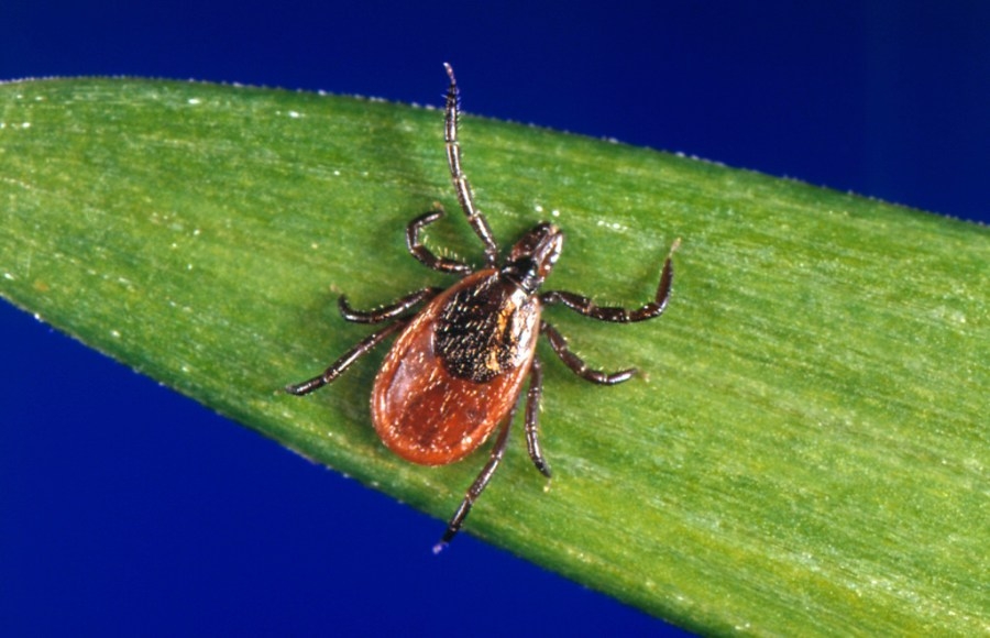 ‘Fight the Bite' of Tick Season