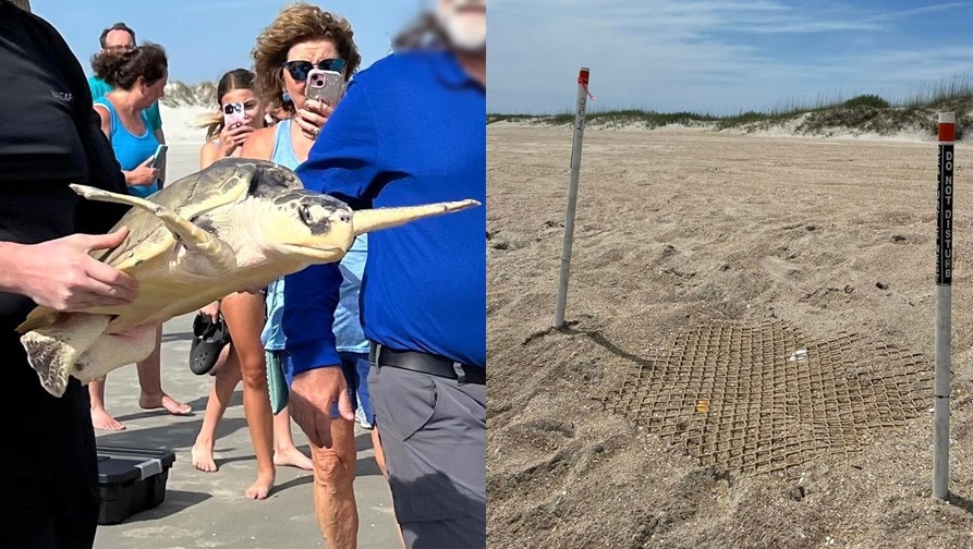 Season's first Outer Banks sea turtle nest discovered; rehabbed sea turtles released in ocean at NC island