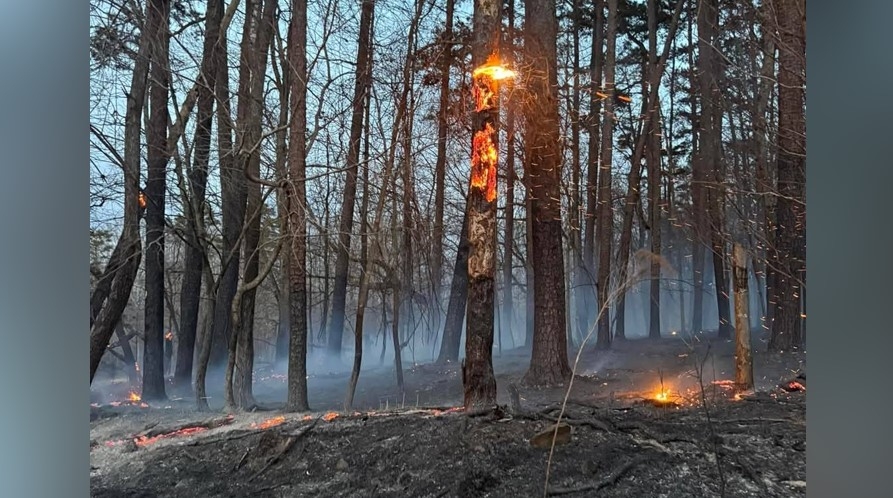 Active NC wildfires burning 600 acres in four US National Forests, officials say