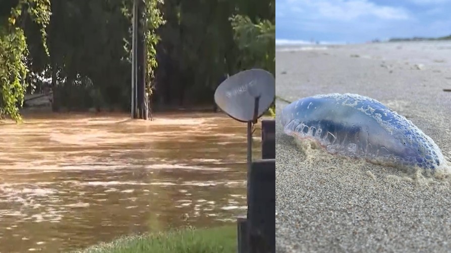 5 North Carolina river sites fail fecal bacteria testing; warning at coast for Portuguese man o' war