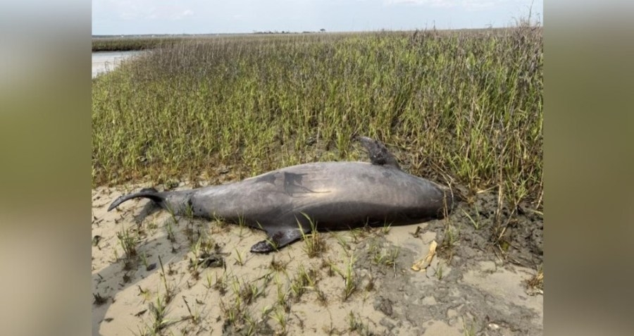 $20,000 reward offered after dolphin found dead with head missing near North Carolina coast