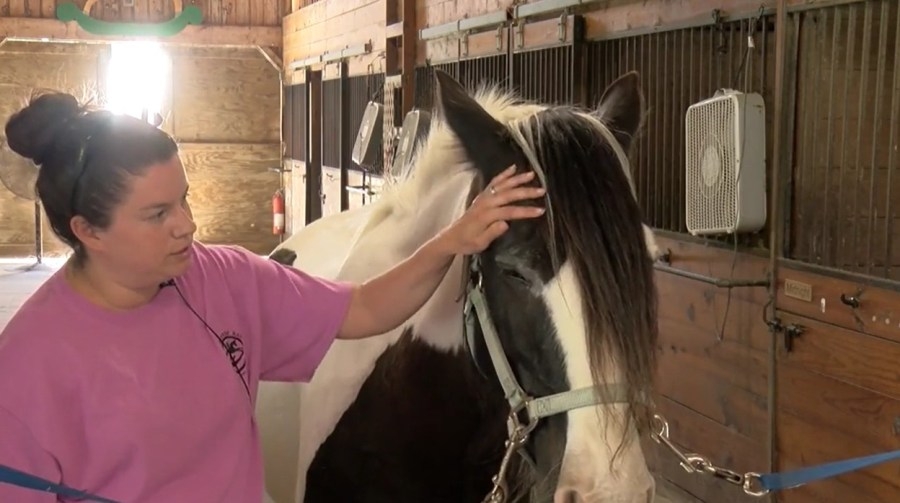 North Carolina Agriculture Commissioner encourages Horse Vaccinations to prevent deadly diseases