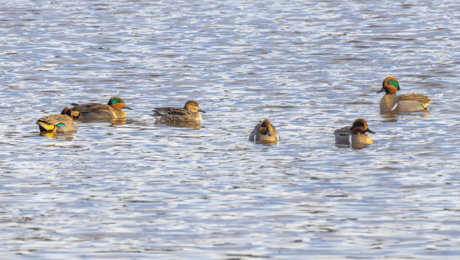 Flock in Dare County tests positive for Bird Flu