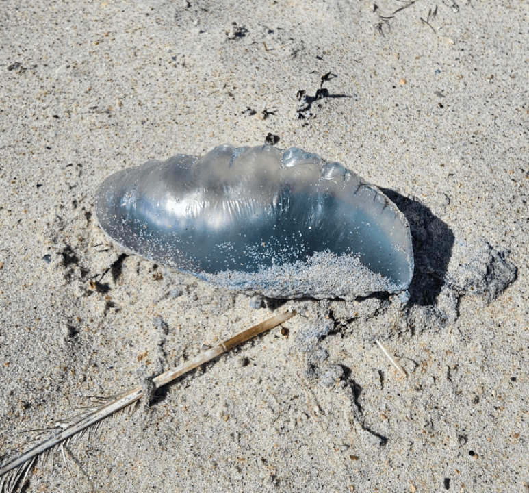 Emerald Isle warns beachgoers of Portuguese Man O' War on the shoreline