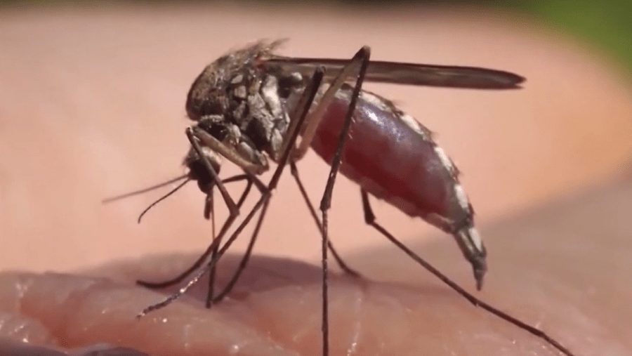 Pitt County wants to educate residents during National Mosquito Control Awareness Week