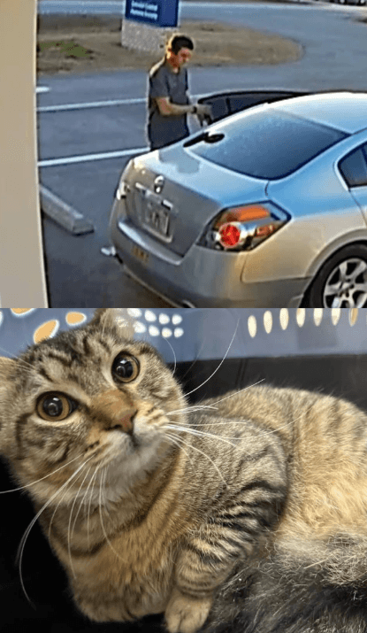 Witnesses needed after man throws cat into Colonial Capital Humane Society parking lot