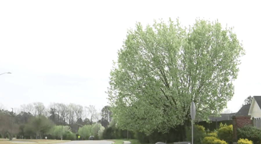 Spring brings invasive species of tree, program helps remove them