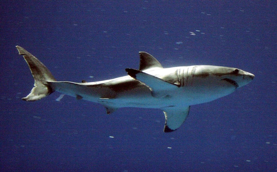 Great White shark spotted off of North Carolina coast
