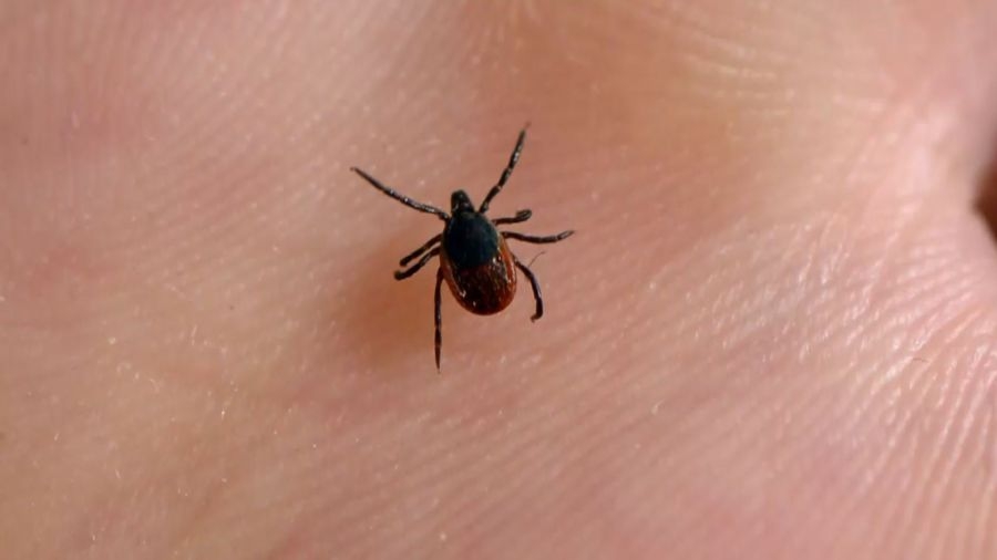North Carolina urges residents to combat tick and mosquito diseases