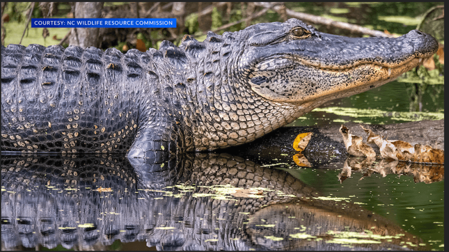 Experts warn of more alligator sightings as mating season starts, temperatures increase