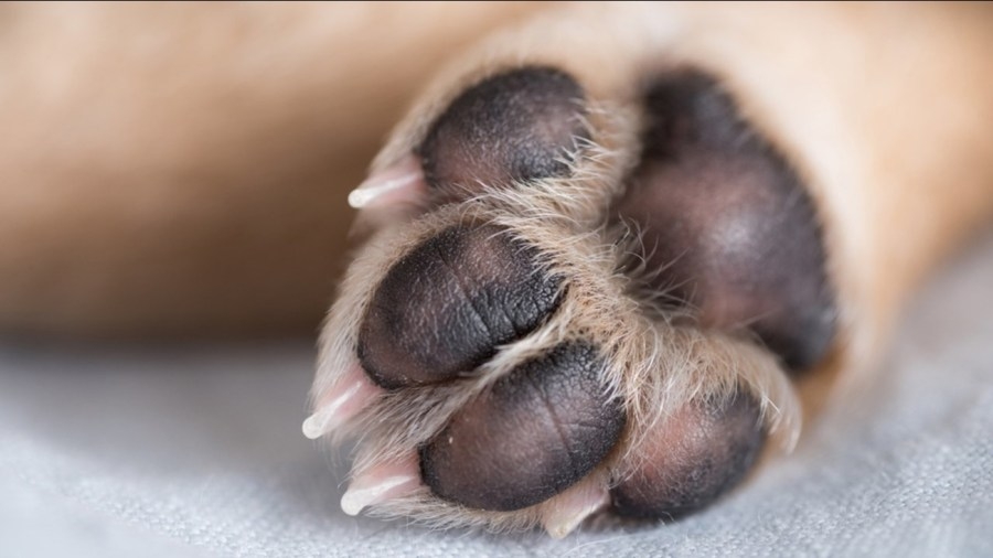 Time to cuddle up, it's National Hug Your Dog Day