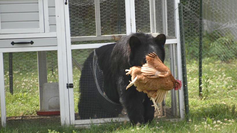 NC Wildlife Resources Commission offers tips to protect livestock from bears