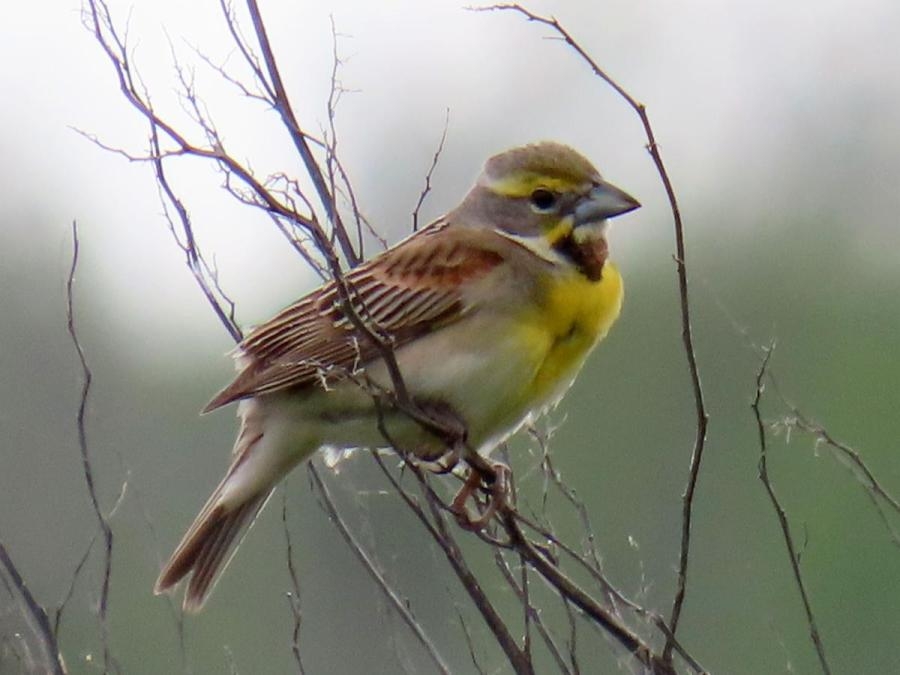 Dickcissel makes rare appearance at Alligator River National Wildlife Refuge