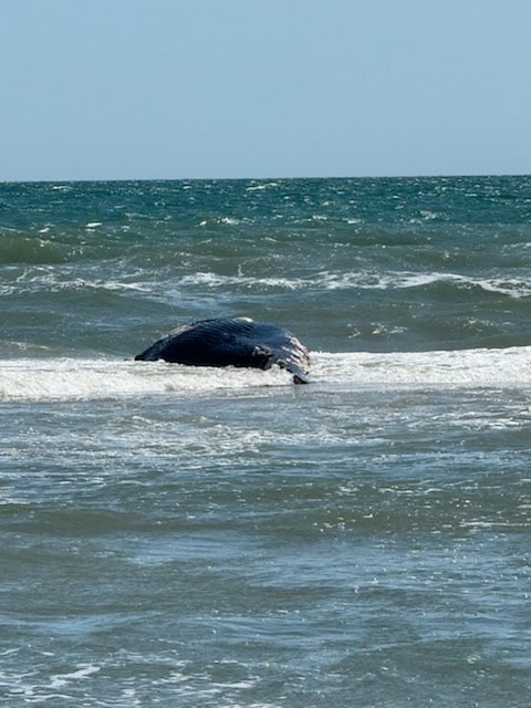 Scientists prepare to further investigate dead Corolla whale