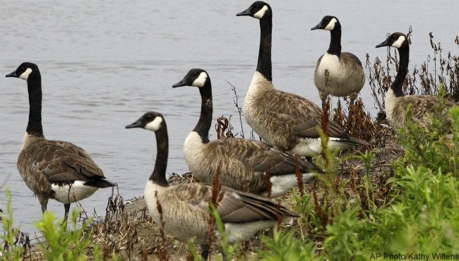 Michigan DNR halts program to euthanize Canada geese