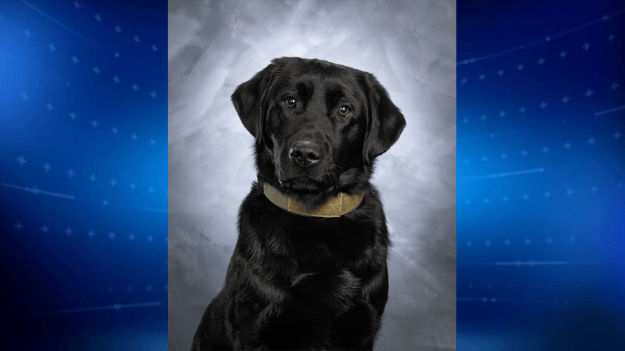 K9 confirms live pipe bombs found at Michigan tow yard