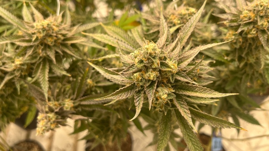 Dispensaries sue city of Grand Rapids over social equity policy