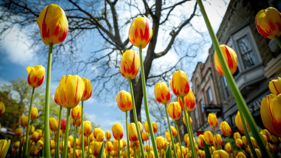 Tulip Time forecast: Comfortably cool spring weather, shower chances