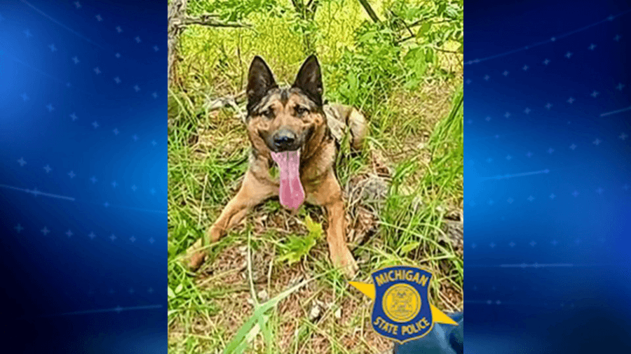 Suspect arrested after MSP K-9 follows track for 5 miles