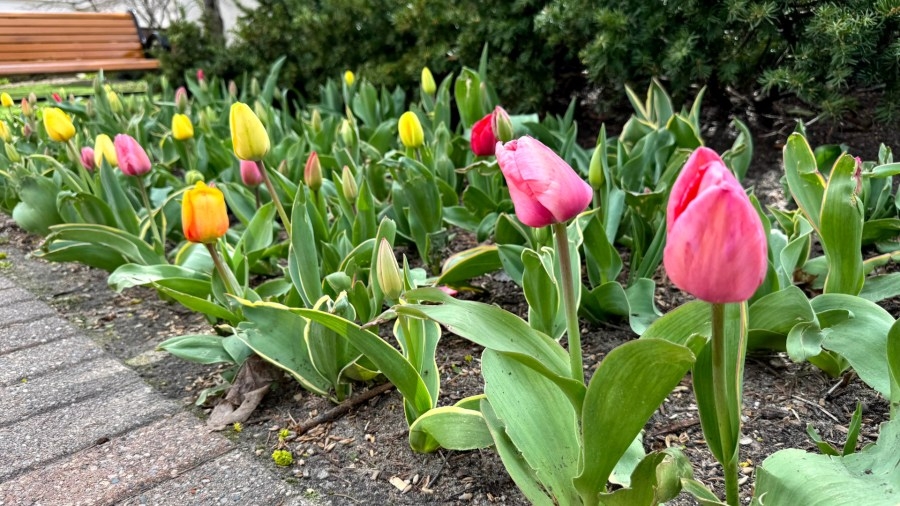 Will Tuesday's snow and cold impact Tulip Time?