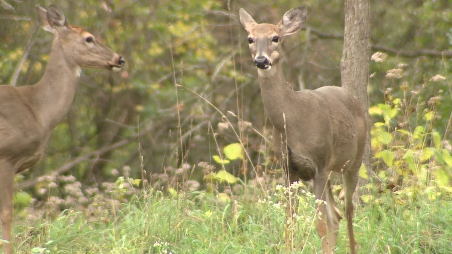 Chronic wasting disease found in an Osceola County deer