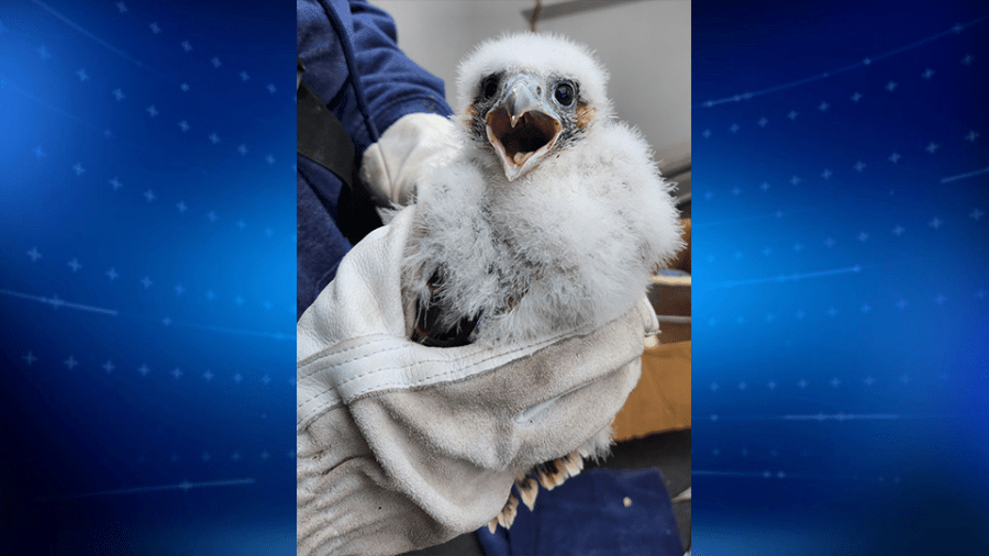 University of Michigan names peregrine falcon chicks born atop quad