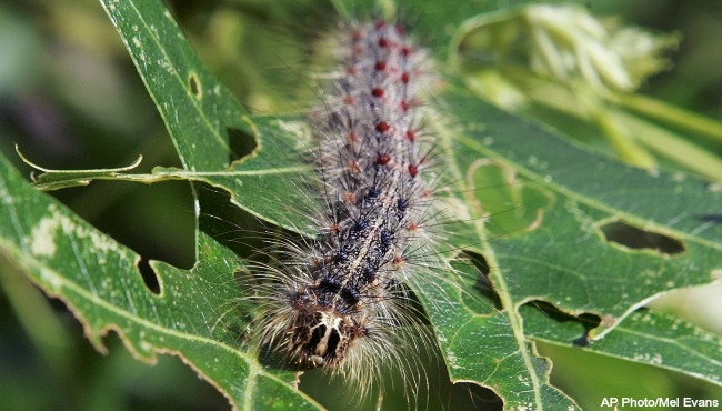 Spongy moth population dropping, not gone in Michigan