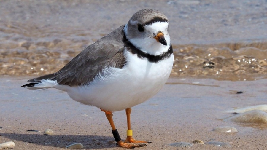 Expert: Funding cuts could spell doom for Great Lakes piping plover