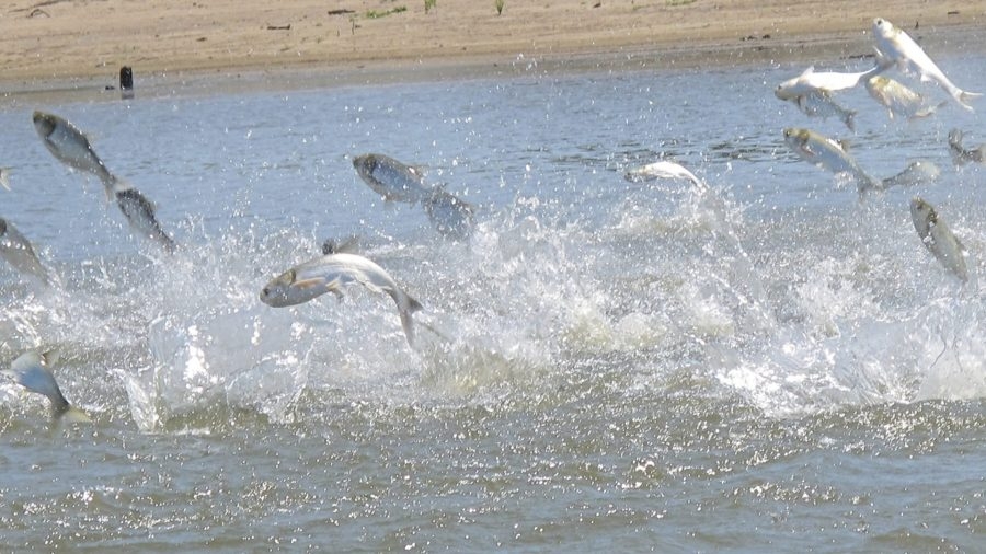 Taking aim at Illinois, Trump says he'll prioritize stopping invasive carp