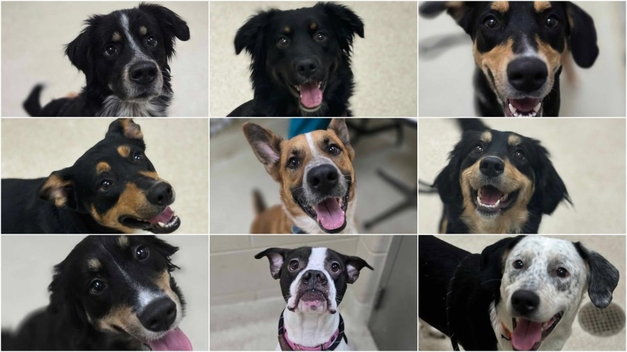 Dogs rescued from truck in Walker up for adoption