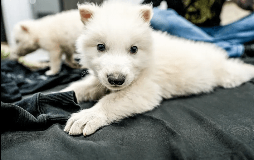 The wolf at your door might need help to survive as a species