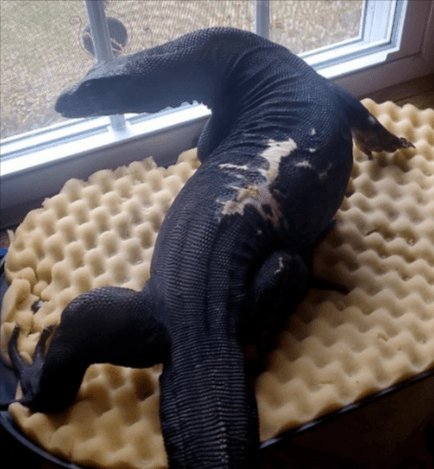 Where is Goose? 5-foot lizard from Webster still on the lam after sighting in Connecticut
