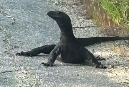 In custody: Webster PD says 5-foot water monitor has been captured