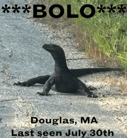 Goose, the 5-foot lizard that escaped from Webster home, spotted in Douglas