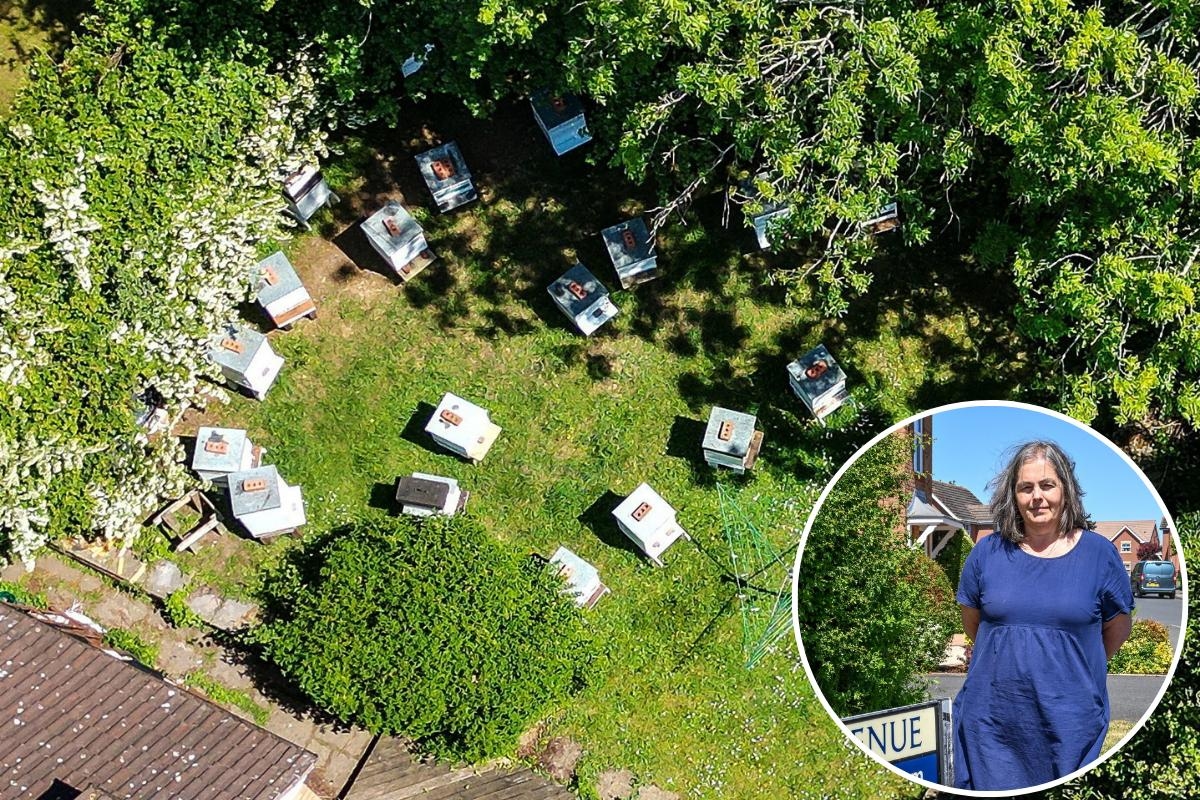 'It's like we're in a new home': Residents rejoice after bees removed from street