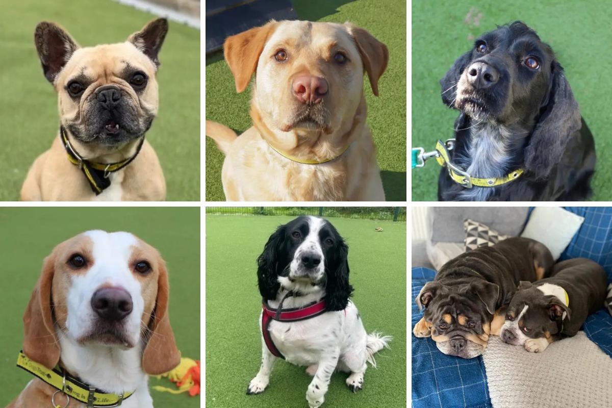 7 dogs at Dogs Trust Evesham who need loving forever homes