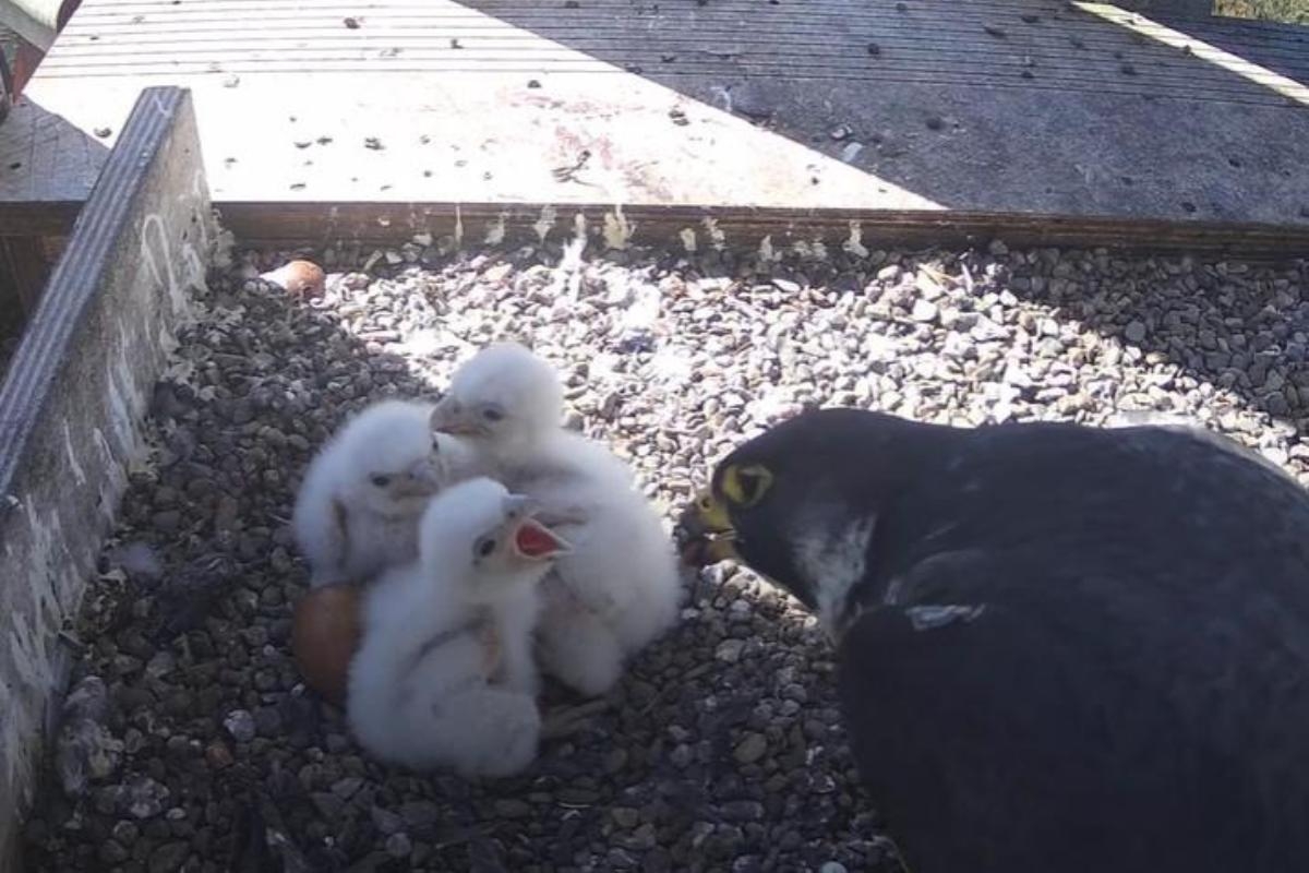 City loses peregrine chick after reason revealed for livestream issues