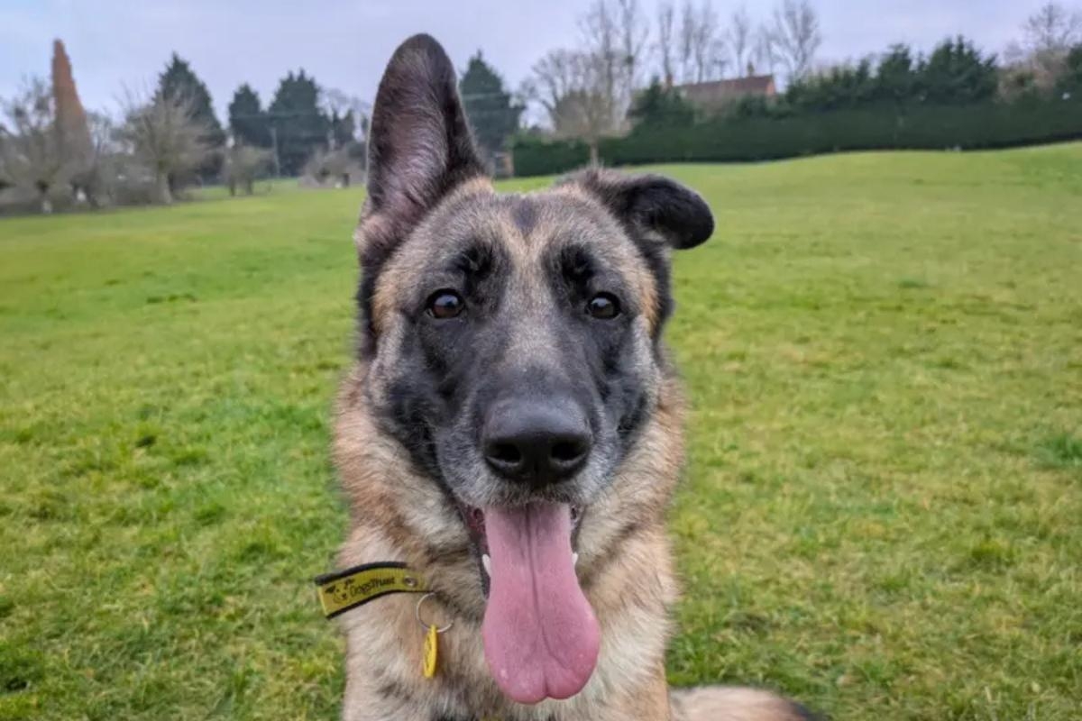 Meet 'gentle girl' Lilith who can't wait to find a forever home