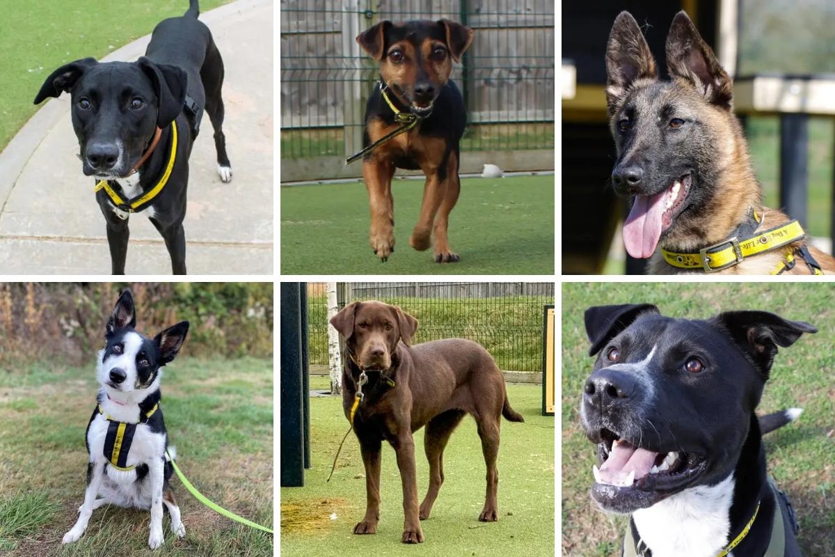 6 dogs at Dogs Trust Evesham are looking for loving families and forever homes