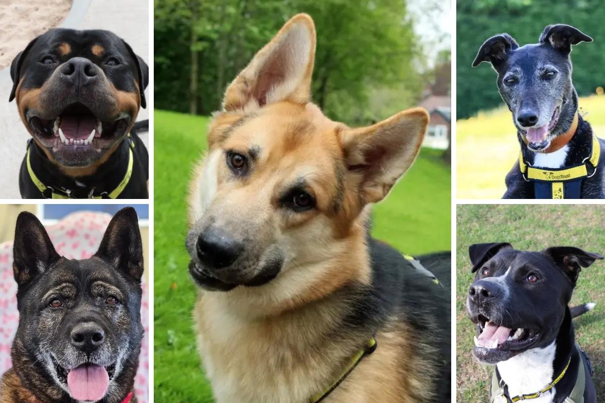 5 dogs at Dogs Trust Evesham need loving new homes