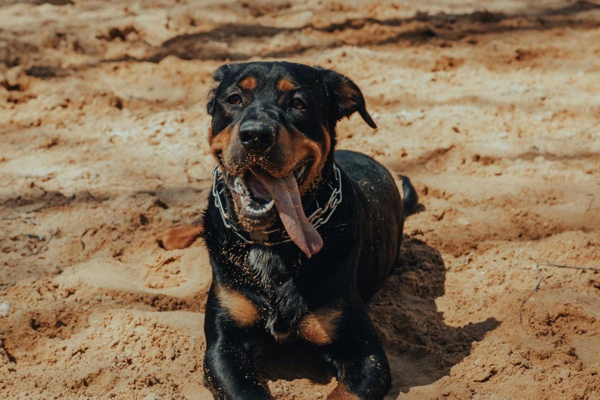 'Dog owners should take off their shoes and walk on a hot surface all day'