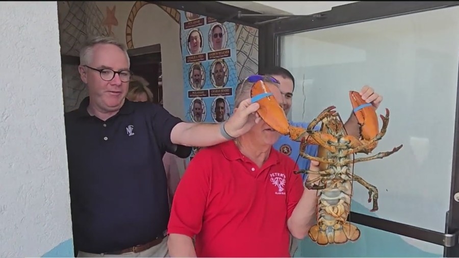 Lorenzo, the giant NY lobster, gets a second chance at life