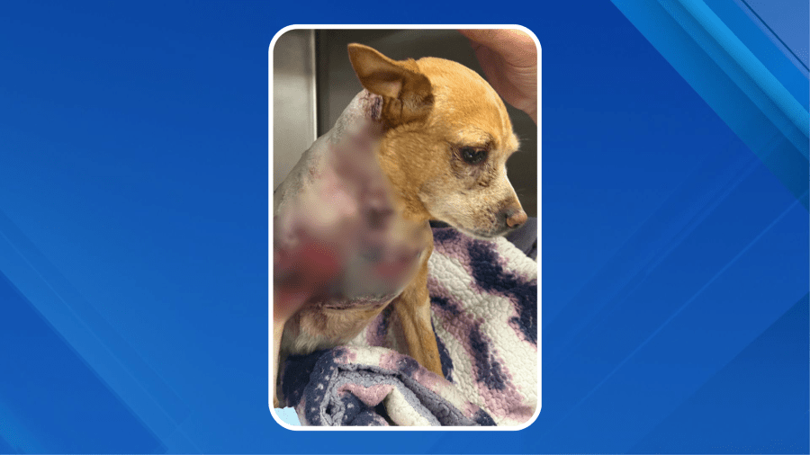 ‘Horrific' UWS dog attack inspires legislation to hold owners accountable