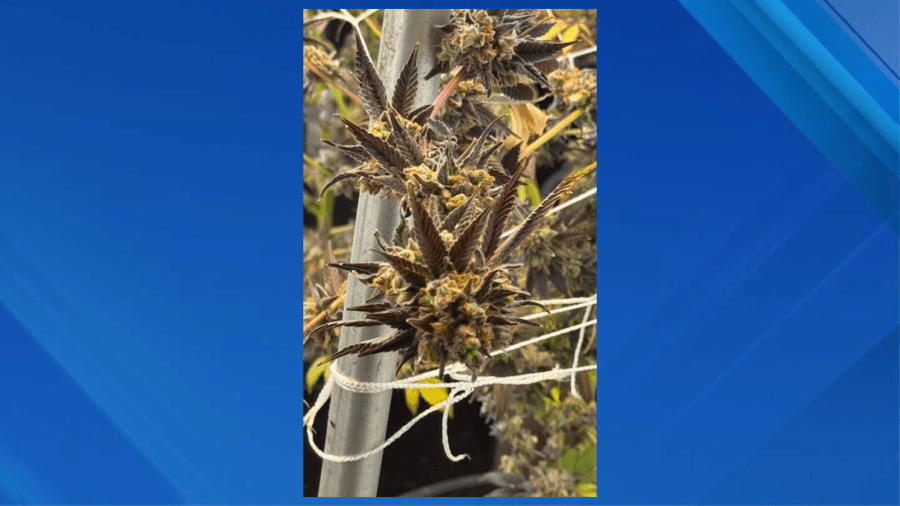 Bronx repossession leads to seizure of 350 lbs. of cannabis, magic mushrooms
