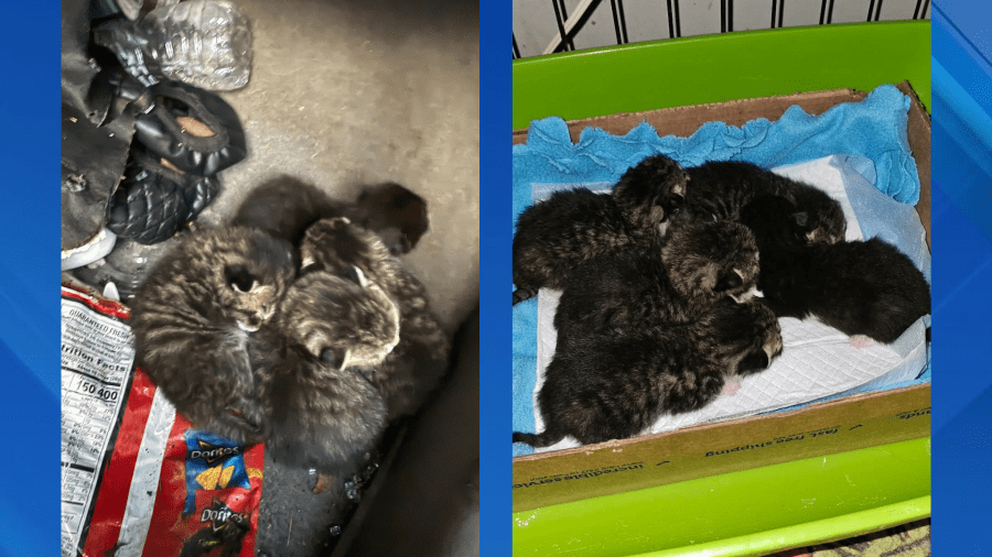 Newborn kittens rescued from wrecked car on Long Island moments before demolition