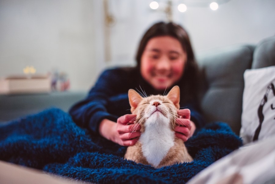 New York bill aims to help homeless people and their pets stay together