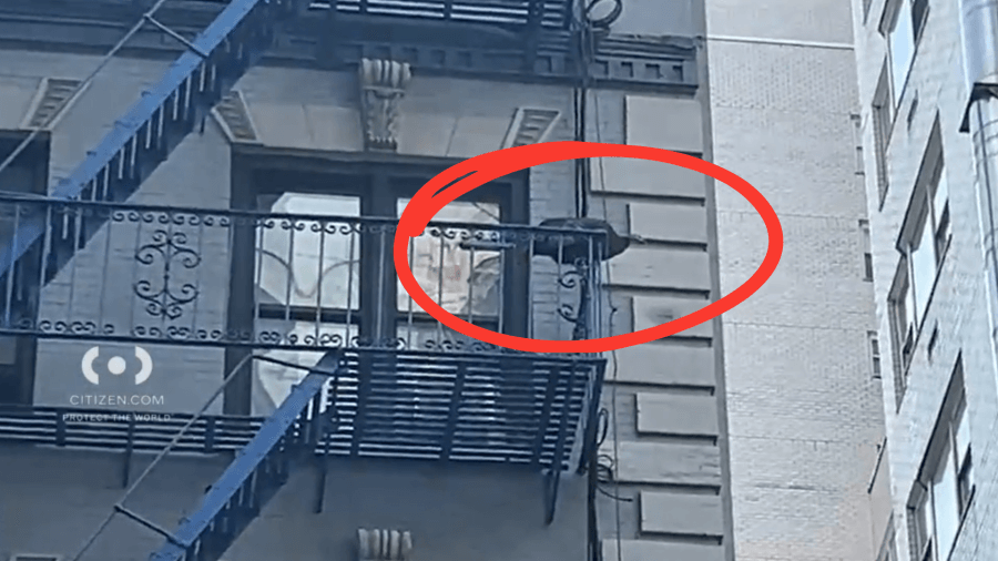 ‘Rosie' the Turkey, still searching for love, spotted on Manhattan's Upper East Side